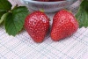 zemlyanika_siria_nf_137
