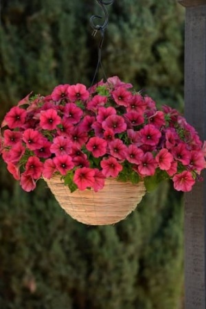 petunia_ampel_f1_easy_wave_barry_velur_1 (1)