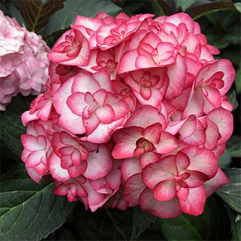 Гортензия крупнолистовая Ю энд Ми Мисс Саори.