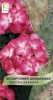 pelargonia_lustra_bikolor