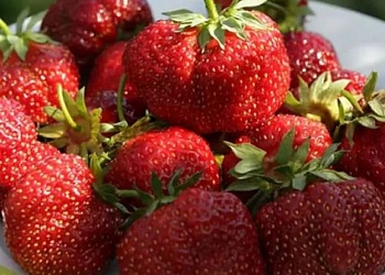 Клубника Зефир (Р9)