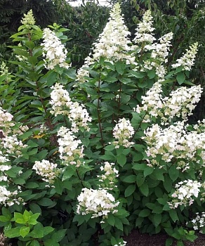 Гортензия метельчатая Грейт Эскейп