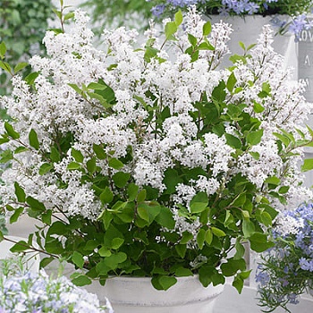 Сирень Мейера Флауэрфест Вайт