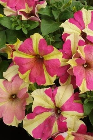 petunia_gibrid_sofistika_lime_bicolor_2 (1)