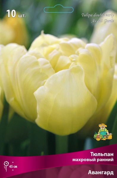 tulpan_mahrov_ranny_avangard_kaper
