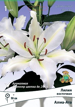Лилия восточная Алма-Ата
