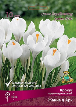 Крокус крупноцветковый Жанна д`Арк (Цена за 1 луковицу)
