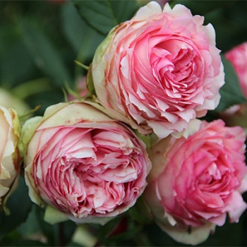 Роза парковая Фест леди 