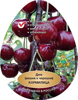 Вишня x черешня (дюк) Кормилица (в агрономической сетке)
