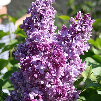 Сирень обыкновенная Изобилие