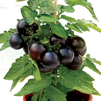 Томат Патио Блэк 10шт