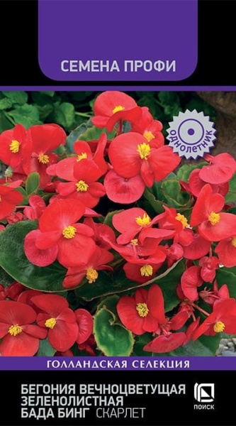 begonia_vecnocvet_zelenolist_bada_bing_scarlet (1) (1)