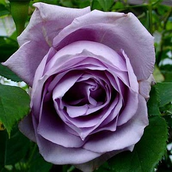 Роза плетистая Блю Мун