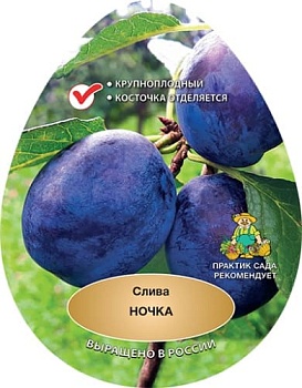 Слива Ночка (в агрономической сетке)